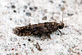 Profile Picture of Teleiopsis diffinison Wikipedia