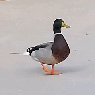 Profile Picture of Derek Talbot (@damascusderk) on Tiktok