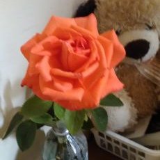 Profile Picture of Kim Milnes (@KimMilnes3) on Twitter