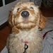 Profile Picture of Dorene Rutter (@doreneopavarutt) on Pinterest