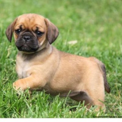 Profile Picture of William Patton Hahn (@PuGz4liiife) on Twitter