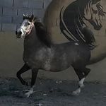 Profile Picture of farzad (@ali.es.7820) on Instagram