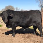 Profile Picture of Lindsey Ranch Beefmasters (@lindseyranchbeefmasters) on Instagram