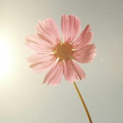 Profile Picture of Eman M O (@Eman_omran55) on Twitter