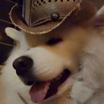 Profile Picture of Robert Dibble (@RobertDibble16) on Twitter