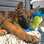 Profile Picture of Charles Woodson Lieu 🐕 🐶 (@lifeofcharles.germanshepherd) on Instagram