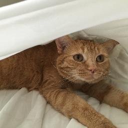 Profile Picture of Ginger Andrews (@luvgingerspice) on Twitter