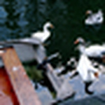 Profile Picture of Jane Campbell (@lady jane of the campbells) on Flickr