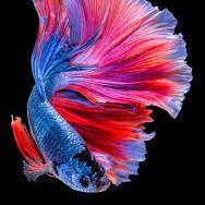 Profile Picture of Lam Van Thanh (@LamVanThanh16) on Twitter