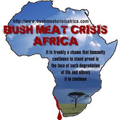 Profile Picture of John Werth (@bushmeatcrisis) on Twitter