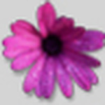 Profile Picture of Melissa Tapper (@MST Photography) on Flickr