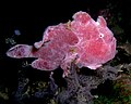 Profile Picture of Fowlerichthyson Wikipedia