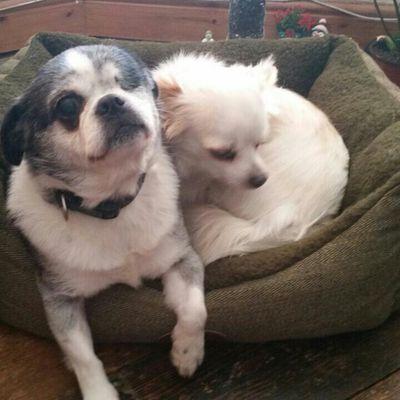 Profile Picture of Shelly Howe (@shellyschicken) on Twitter