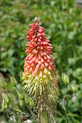 Profile Picture of Kniphofia uvariaon Wikipedia