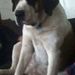 Profile Picture of Alice Beaner (@ali8beaner) on Pinterest