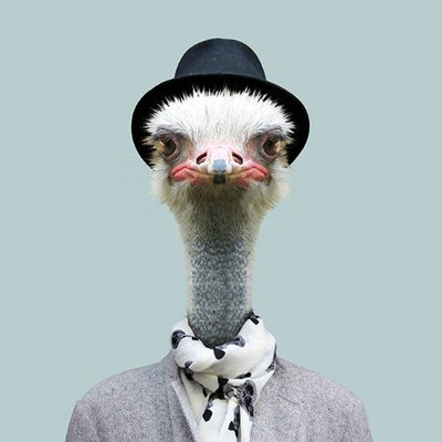 Profile Picture of CryptOstrich (@execitor) on Twitter
