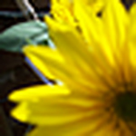 Profile Picture of Ruth Lloyd (@rullo2010) on Flickr