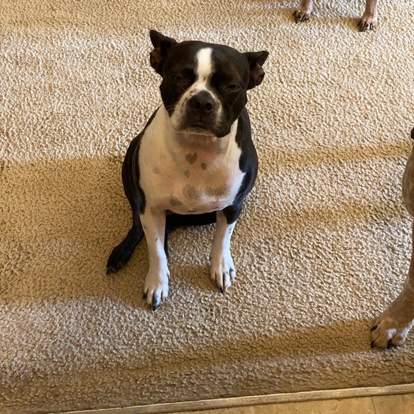 Profile Picture of Allison Sordelet (@a_sordelet) on Poshmark