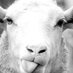 Profile Picture of caroline chamarty (@aristochamarty) on Instagram