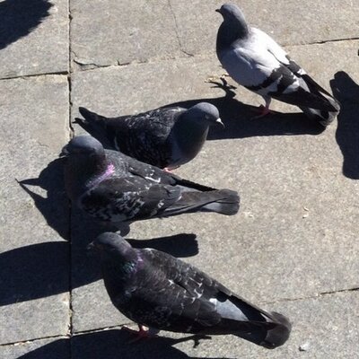 Profile Picture of Bo (@C_BradshawTR) on Twitter