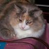 Profile Picture of Dawn Epps (@Parillo) on Tiktok