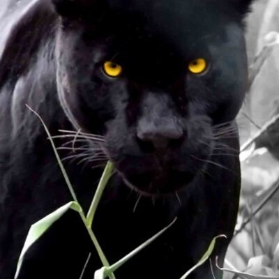 Profile Picture of Владимир Татарченко (@VovaTatarchenko) on Twitter