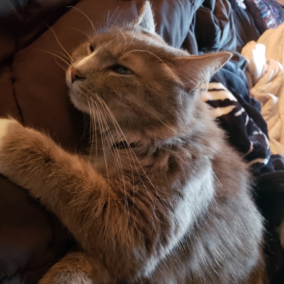 Profile Picture of Hope Hollandsworth (@hopechelsea) on Poshmark