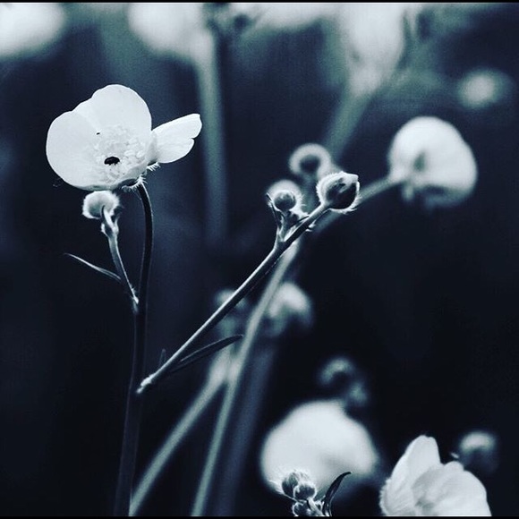 Profile Picture of Lorena Fierro (@17fierrlor) on Poshmark