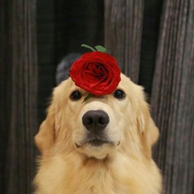 Profile Picture of Ariel In April (@ArielinApril) on Twitter