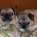 Profile Picture of Carol Mchargue (@puggiesmom) on Pinterest