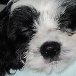 Profile Picture of Jo Cahoon (@jocahoon) on Instagram