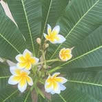 Profile Picture of Tamara Sharaf (@Tamarasharaf22) on Facebook