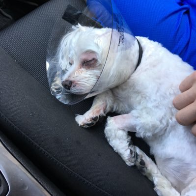 Profile Picture of Frank Cataldi (@FrankCataldi1) on Twitter