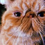 Profile Picture of Chuck Cheung (@whatisiwant) on Instagram