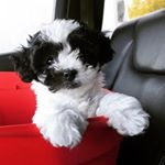 Profile Picture of Eleanor Shellstrop 🐾 (@eleanor.shellstrop.bichonpoo) on Instagram