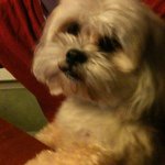 Profile Picture of Lisa pullia (@lap1128) on Instagram