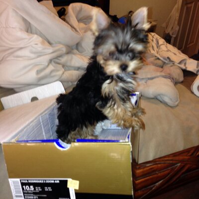 Profile Picture of Jesse Monreal (@MonrealJesse) on Twitter