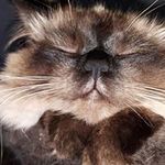 Profile Picture of Peter Pregartner (@pregartner) on Instagram