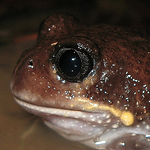 Profile Picture of Heleioporus (@heleioporus) on Flickr