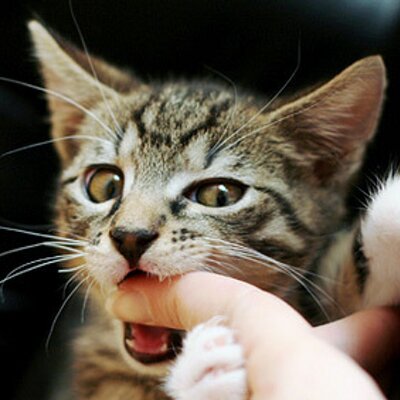 Profile Picture of Daniel Comiskey (@mycatbitme) on Twitter