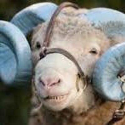 Profile Picture of Scott Thurman (@scottthurmanMD) on Twitter