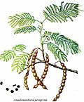 Profile Picture of Anadenantheraon Wikipedia