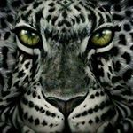 Profile Picture of samoray (@douminiaaron) on Instagram