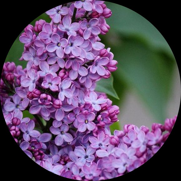 Profile Picture of Danielle Dunlap (@sstargirl6) on Poshmark