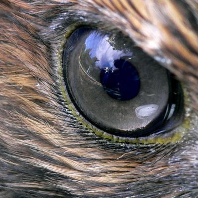 Profile Picture of Thomas Holcomb (@Hawk_Eye_Vision) on Twitter