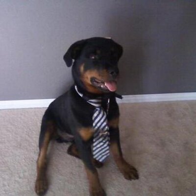 Profile Picture of Mark Rothman (@holgate98) on Twitter