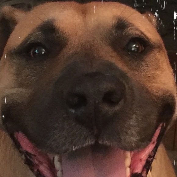 Profile Picture of Susan Schoepfer (@lucysjh) on Poshmark