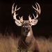 Profile Picture of Steven Looney (@looneytunes655) on Pinterest