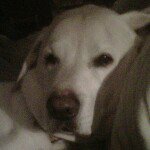 Profile Picture of Richard Lewandowski (@richelew) on Instagram