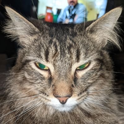 Profile Picture of Ashley Clutter (@ashley_clutter) on Twitter